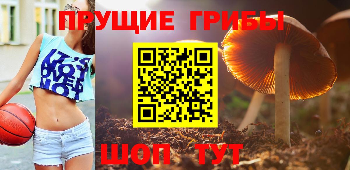 Псилоцибиновые грибы Psilocybe Новороссийск